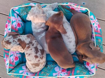 Trpasličí hladkosrstý jezevčík - 6