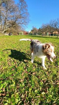 Border kolie x australak - 6