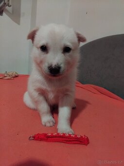 Rezervace husky štěňat - 6