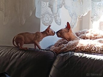 SPHYNX - 6