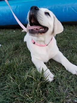 labrador Labradorský retrívr - 6
