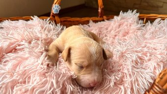 🐶Štěňata 🐶 - 6