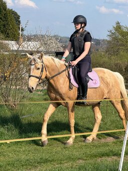 Žlutý valach pony B - 6