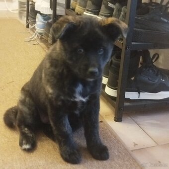 Štěňátka křížence Akita Inu - 6