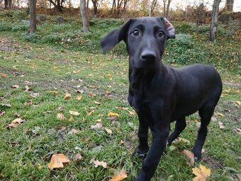 Štěňátka, stěně, štěňata - 6