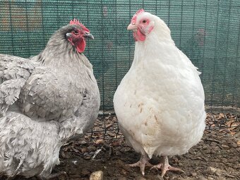 Orpingtonka velká bílá chovný kmen - 6