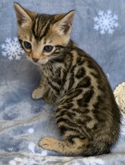 Bengálská kočka s Pp - 6