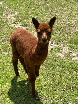 Lama Alpaka - 6