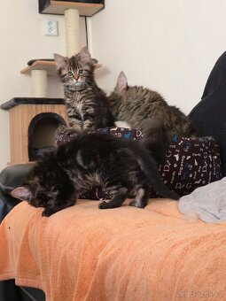 Maine Coon - 6