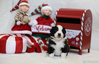 Miniaturní americký ovčák - 6