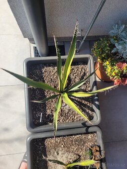 Yucca Carnerosana a Yucca Faxoniana včetně květináče - 6