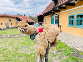 Lama alpaka - mláďata - 6