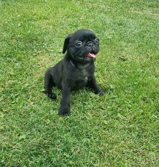 Mops - 6