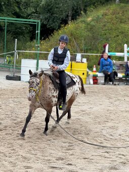 Apaloosa pony - 6