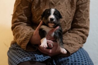 Štěňata kříženci, středně velcí - 6