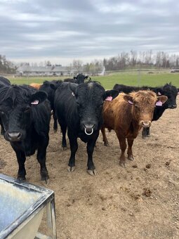 Plemenny býk dexter - 6