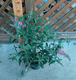 Motýlí keř - Komule Davidova - 6