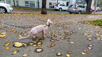 kocour Sphynx - 6