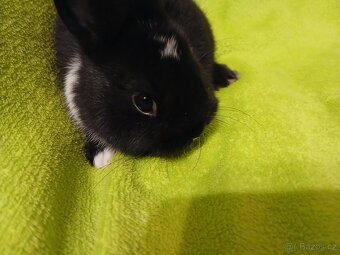 zakrslý králíčci - 6