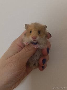 Syrský křeček - 6