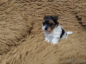 Biewer Yorkshire Terrier - štěňátko pejsek - 6
