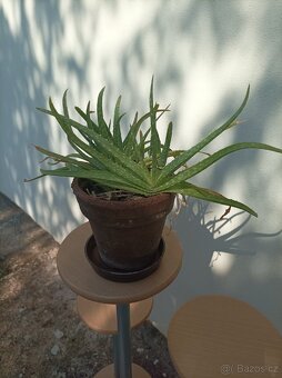 Květinový stojan + Aloe Vera + Anturie - 6