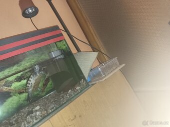 Prodám vodní želvy mapové+ akvárium a vše potřebné k chovu - 6