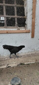 Ayam cemani - 6