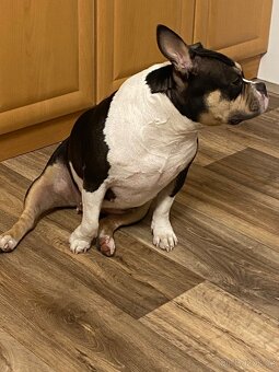 American Bully Pocket - 6