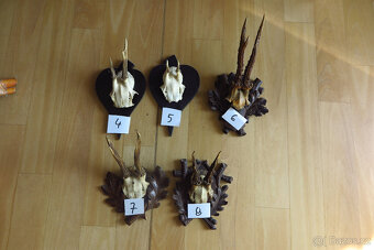 Srnčí parůžky - 6