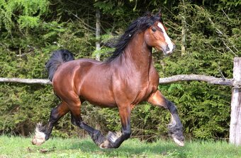 Welsh cob kobylka - 6