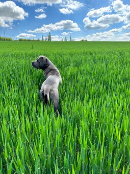 Cane Corso ke krytí - 6