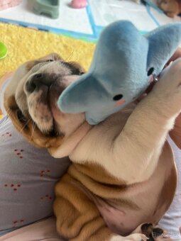 Anglicky bulldog buldog buldok - 6