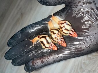 Africký šnek a vše potřebné pro ně - 6