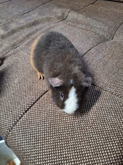 morče US teddy (4xsamec,2samice) - 6