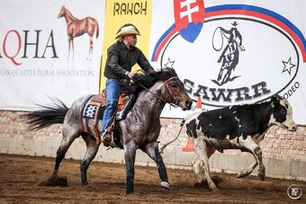 Připouštěni bay roan hřebcem Quarter horse - 6