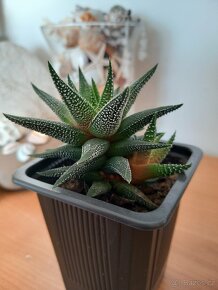 sukulent HAWORTHIA - 6