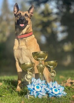 Belgický ovčák - Malinois s PP - 6