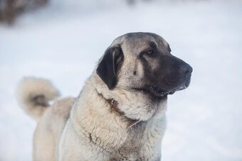 Kangal - štěňata s PP - 6