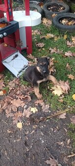 Německý ovčák bez PP - 6