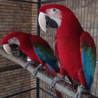 Ara zelenokřídlý (chloroptera), samec 2025 - 6