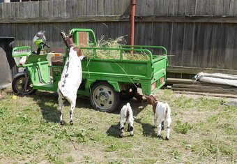 Holandská plemenná zakrslá koza - 6