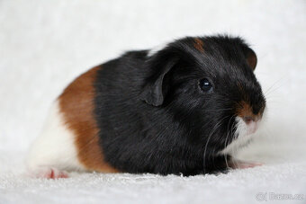 Morče, morčata, morčátko s PP - krátkosrstá - 6