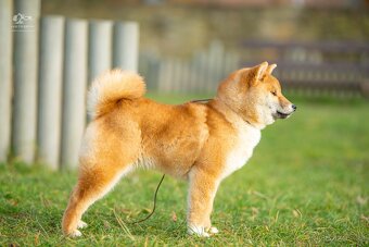 Shiba štěňata s PP ODBĚR IHNED - 6