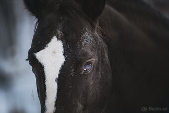 Připouštění hřebcem APPALOOSA - 6