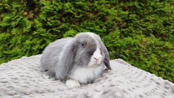 Zakrslý beránek, králíček, králík - HEIDY - 6