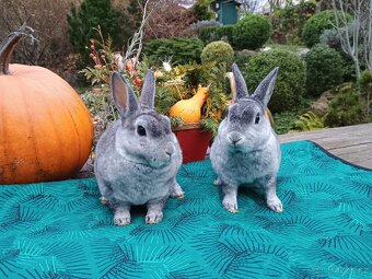 Zakrslý rex činčilový miminka - 6