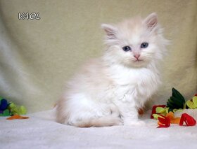Sibiřská kočka - kocourek s PP - 6