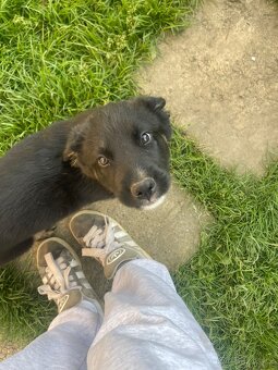 Nabízíme štěňata- kříženci Husky a Německý ovčák - 6