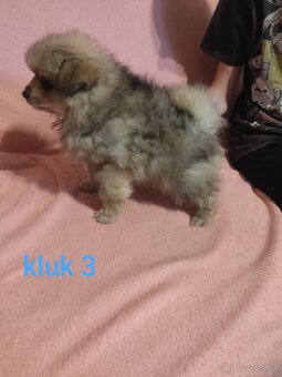 Štěňátka špic pomeranian - 6